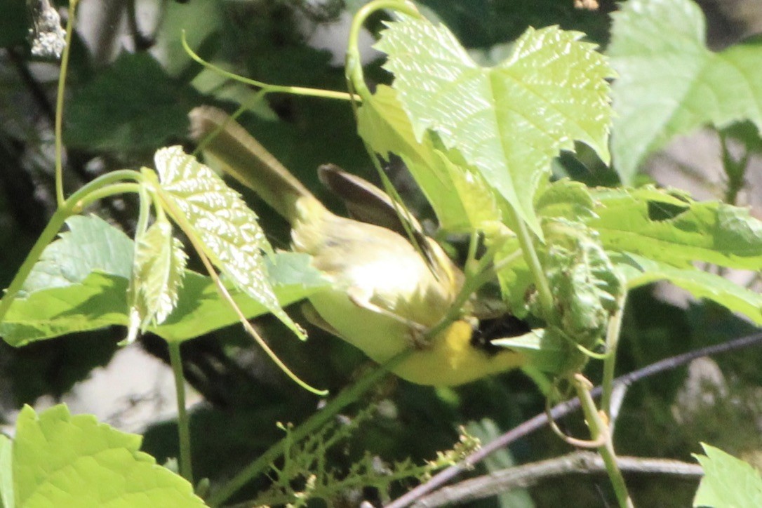 Common Yellowthroat - ML643579495