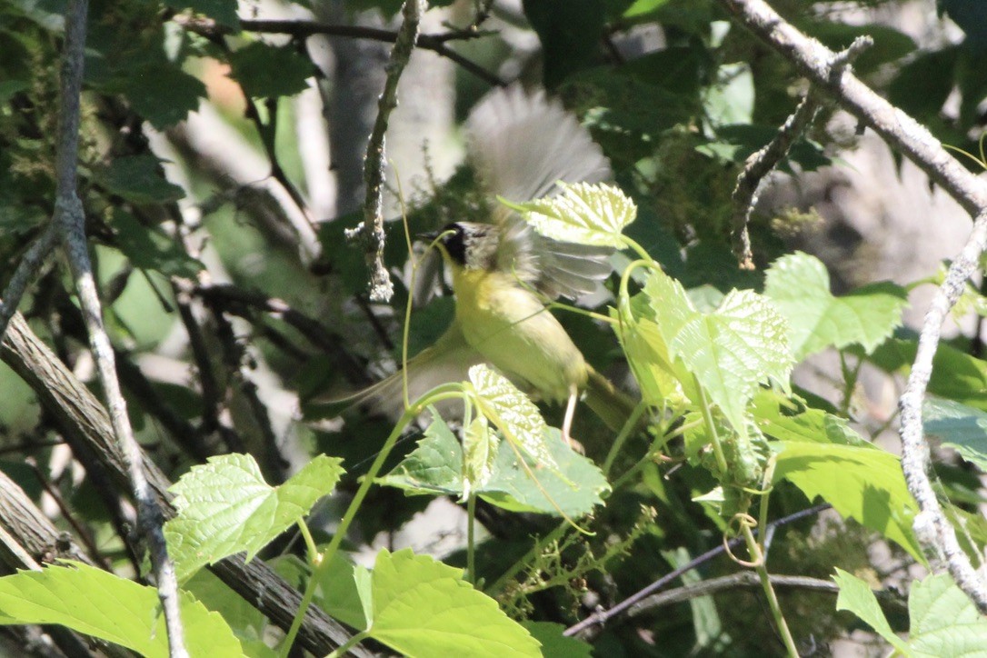 Common Yellowthroat - ML643579498