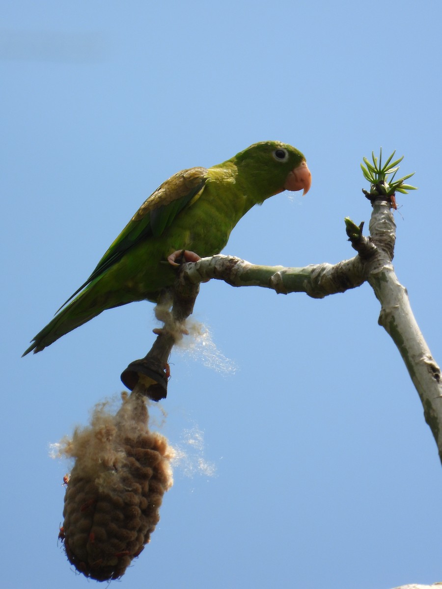 Orange-chinned Parakeet - ML643579503