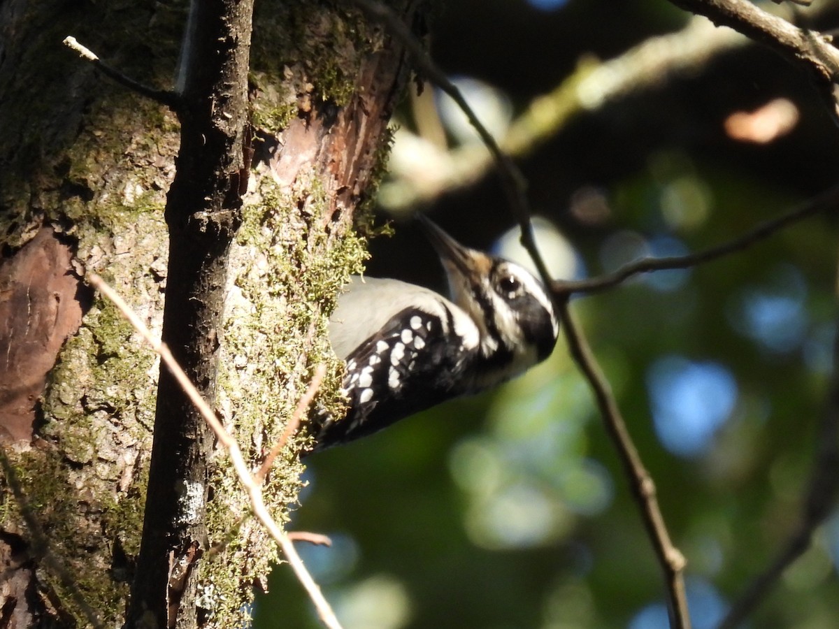 Hairy Woodpecker - ML643579504
