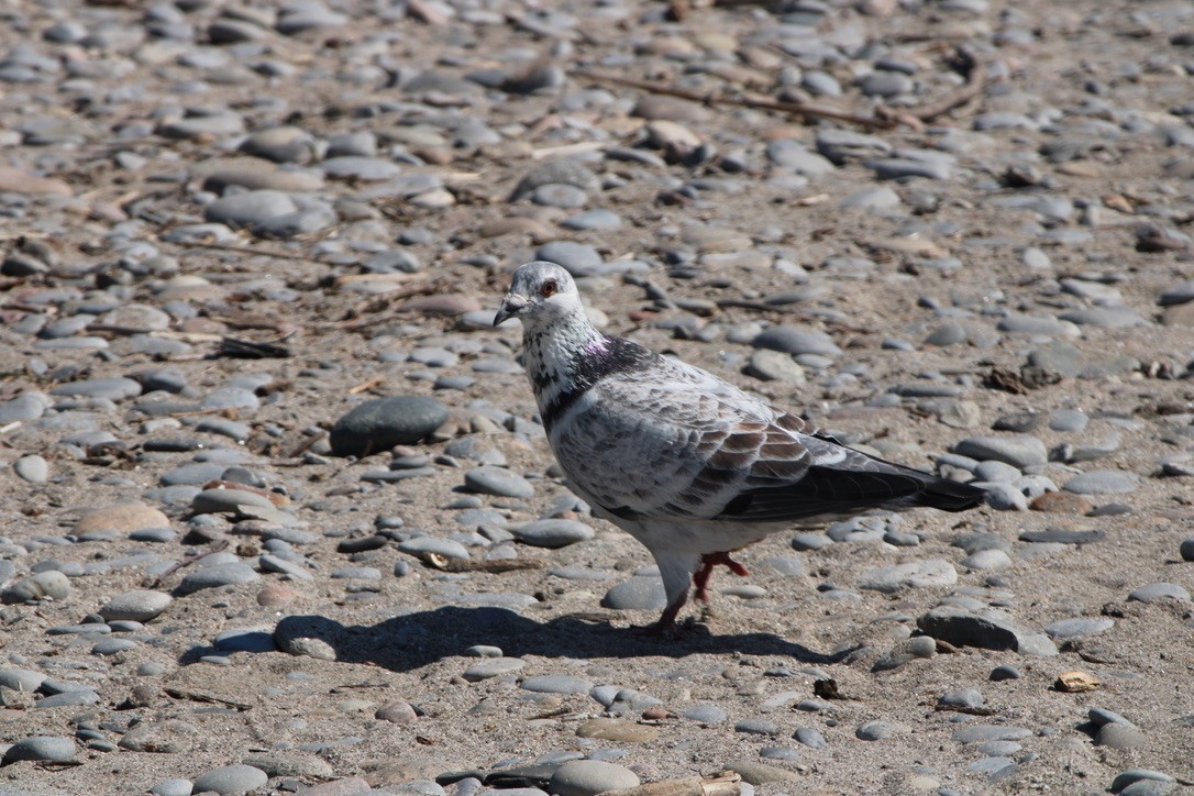 Rock Pigeon (Feral Pigeon) - ML643579505