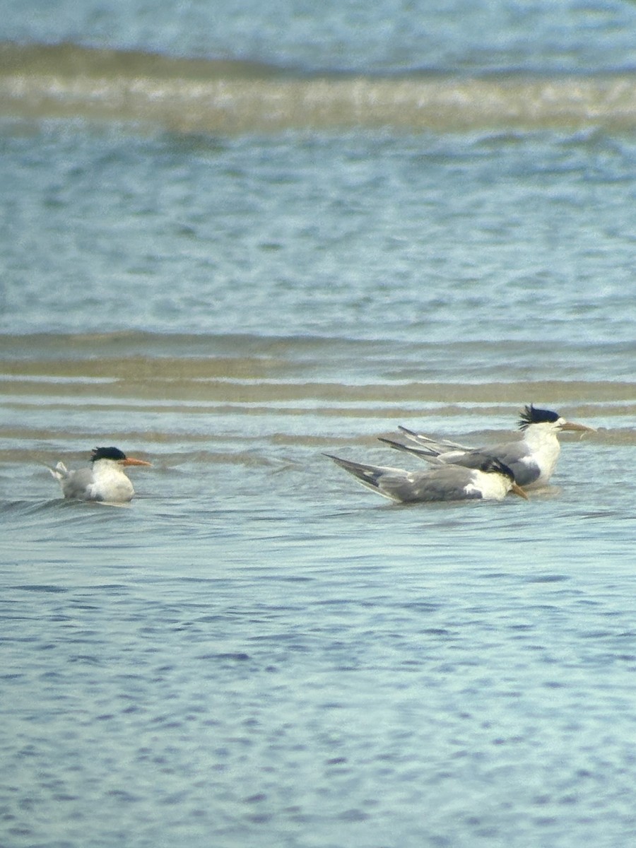 Lesser Crested Tern - ML643579508