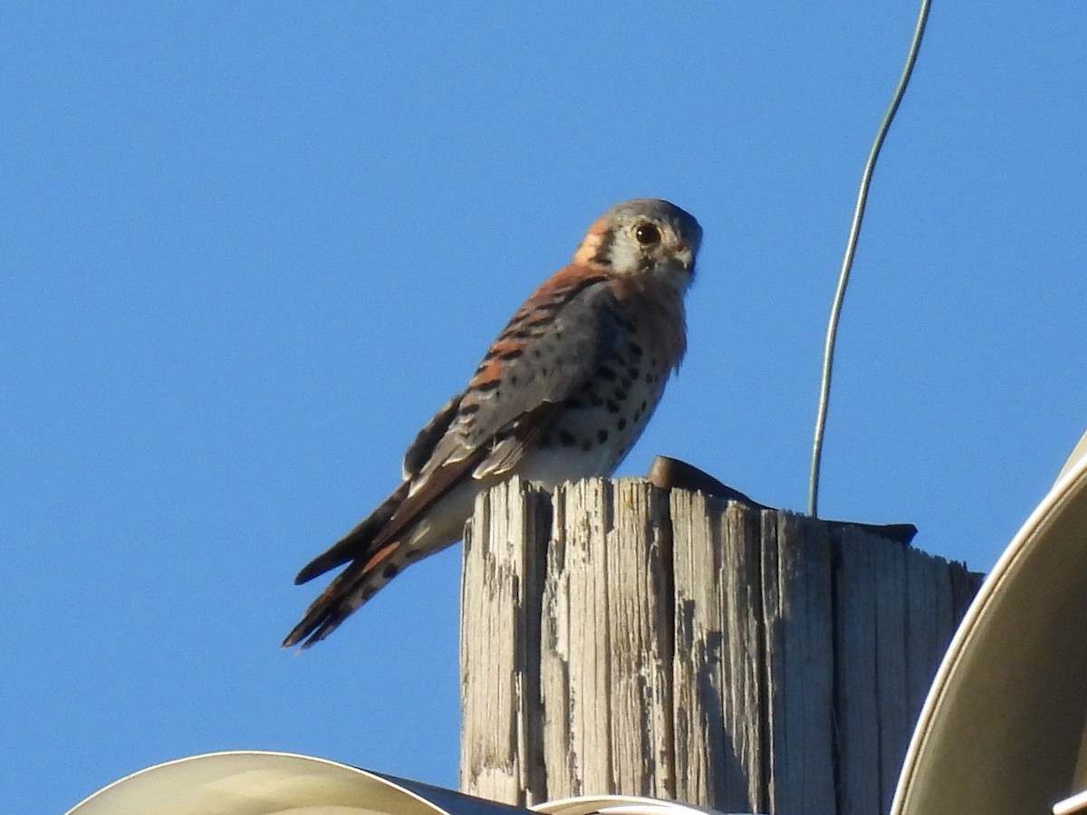 American Kestrel - ML643579513