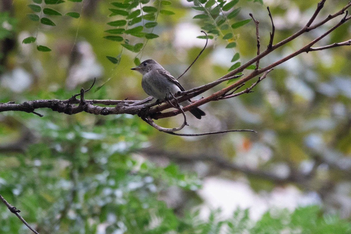 Eastern Wood-Pewee - ML643579514