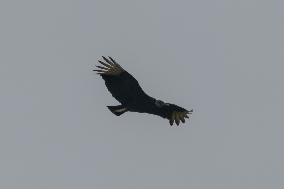 Black Vulture - ML643579521