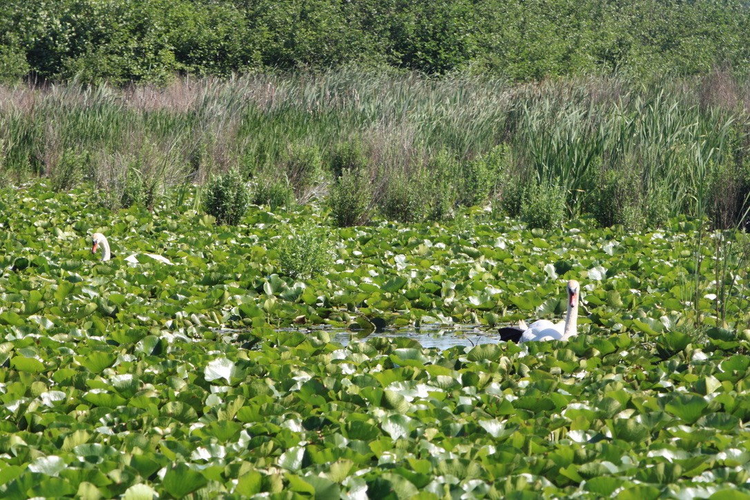 Mute Swan - ML643579522