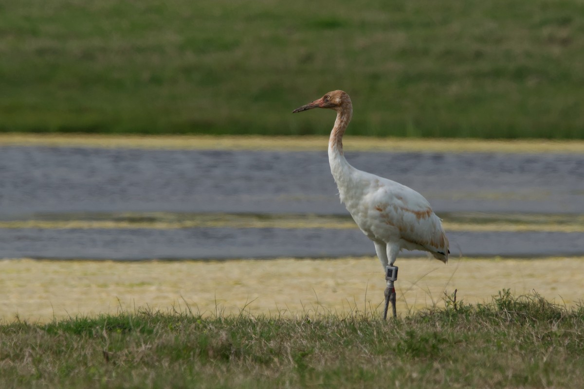 Whooping Crane - ML643579524
