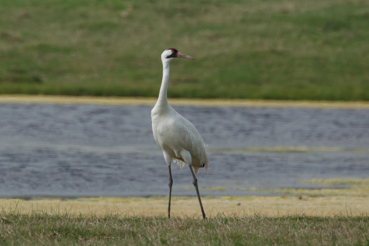 Whooping Crane - ML643579526