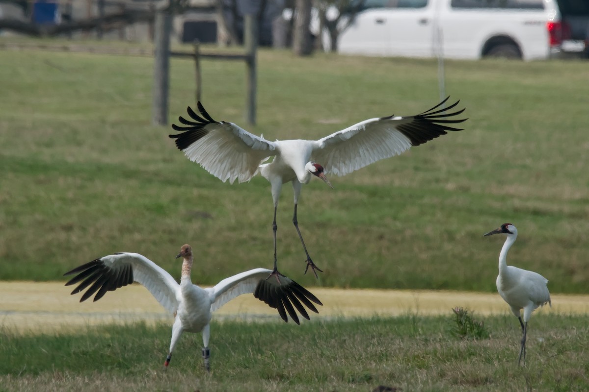 Whooping Crane - ML643579530