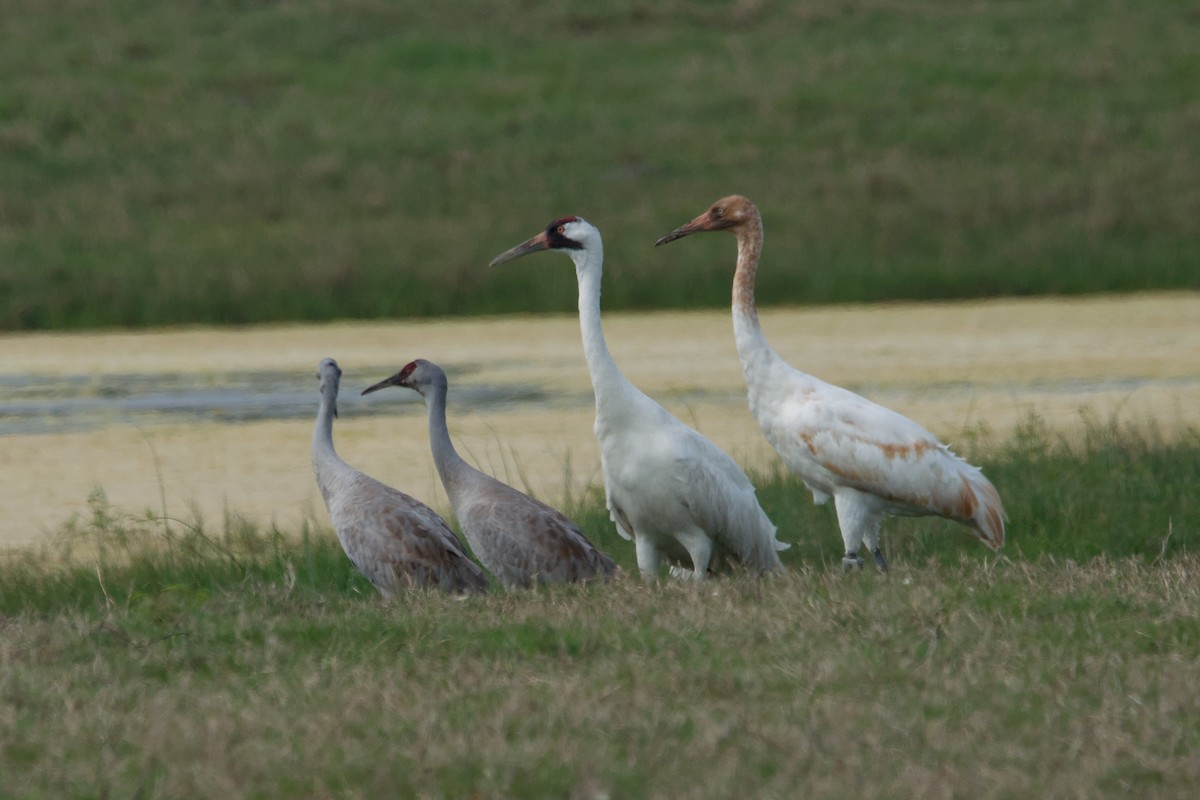Whooping Crane - ML643579533