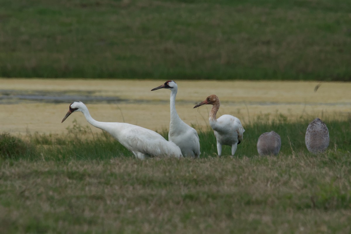 Whooping Crane - ML643579534