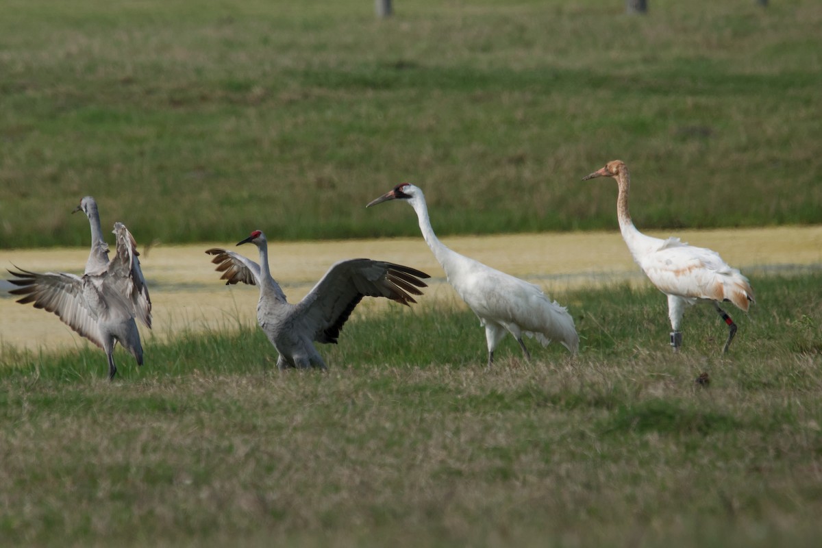 Whooping Crane - ML643579535