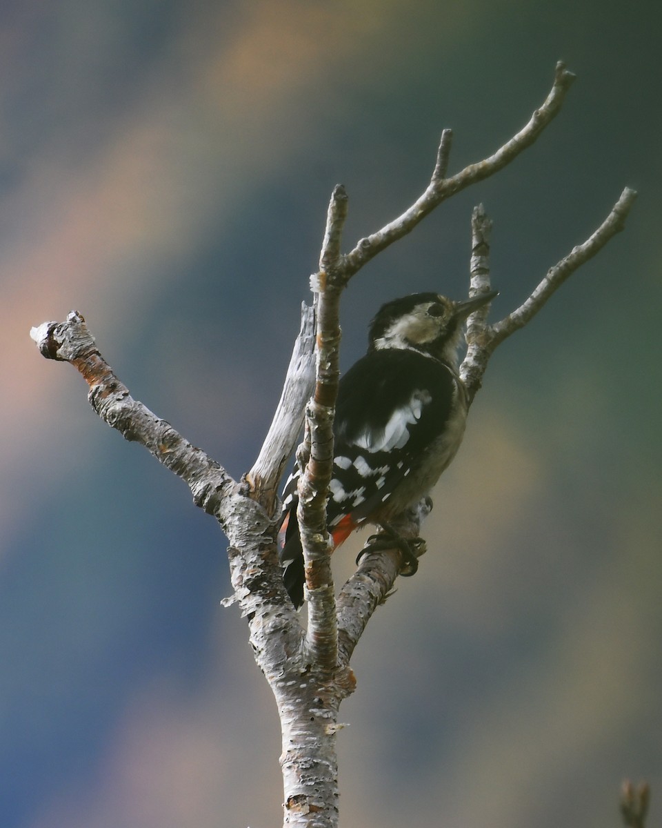 Great Spotted Woodpecker - ML643579541