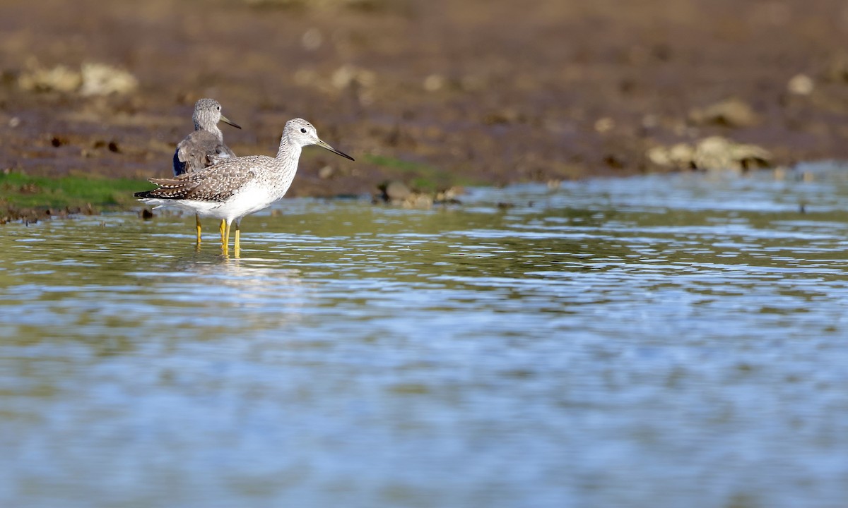plystresnipe - ML643579543
