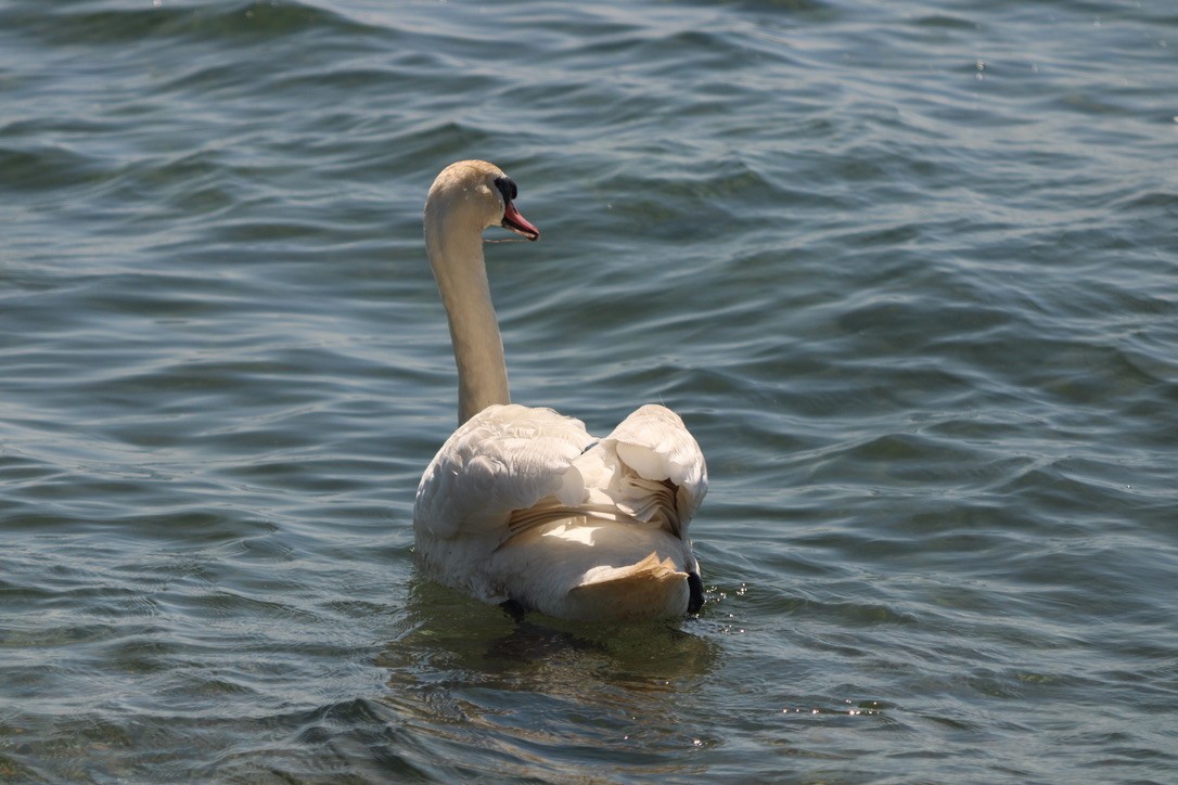 Mute Swan - ML643579549