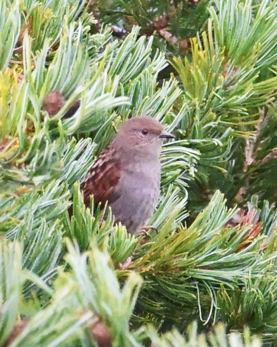 Japanese Accentor - ML643579556