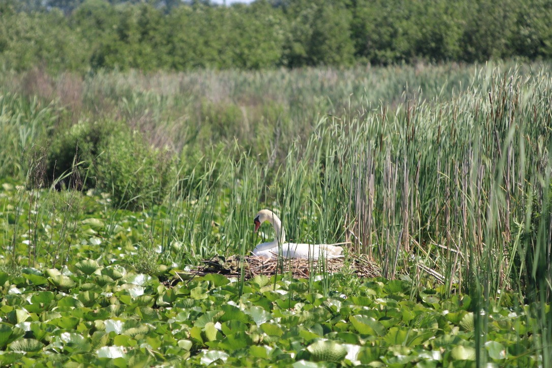 Mute Swan - ML643579557