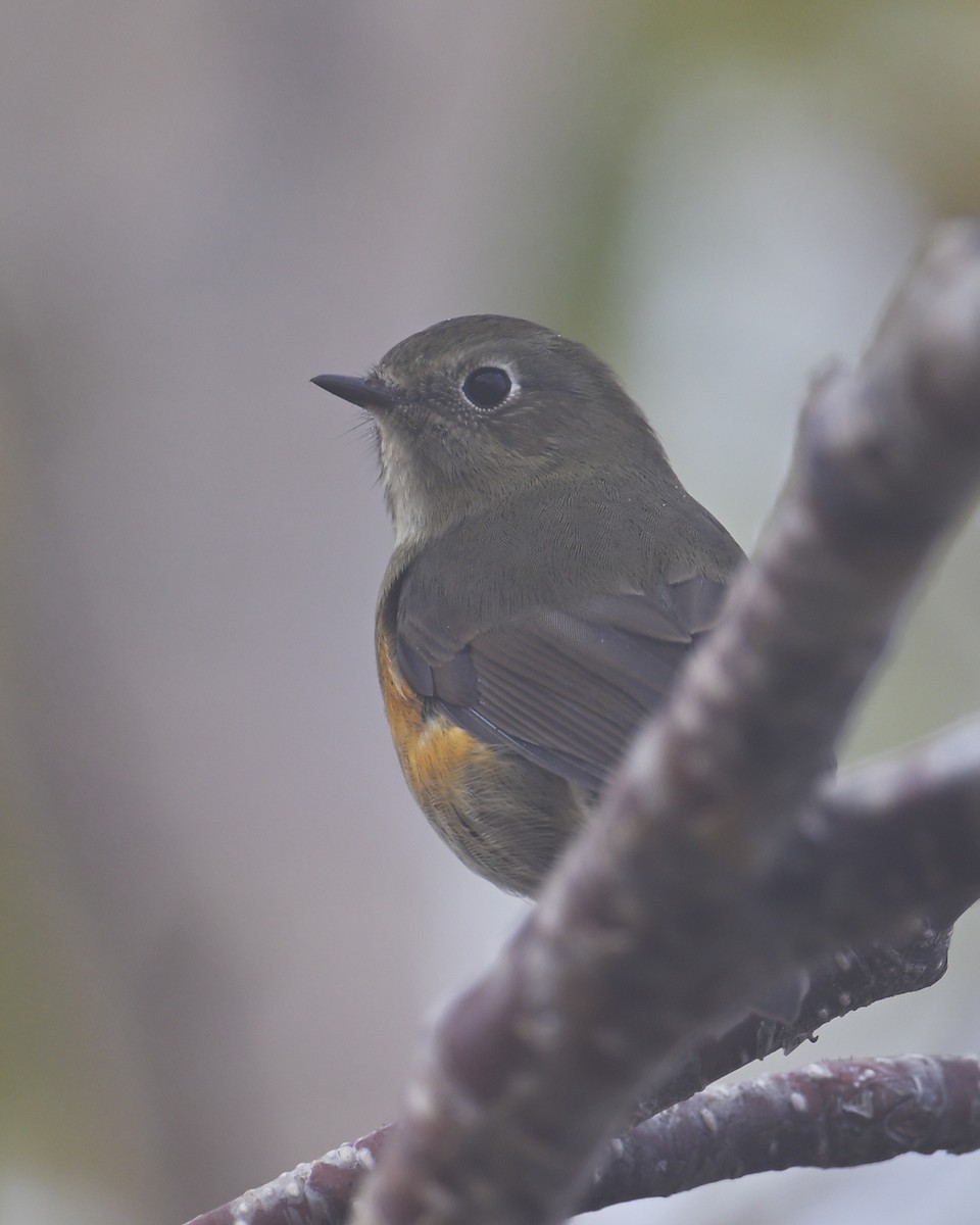 Red-flanked Bluetail - ML643579565