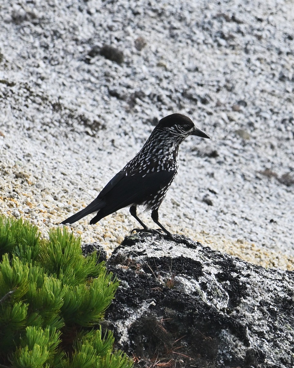 Northern Nutcracker - ML643579569