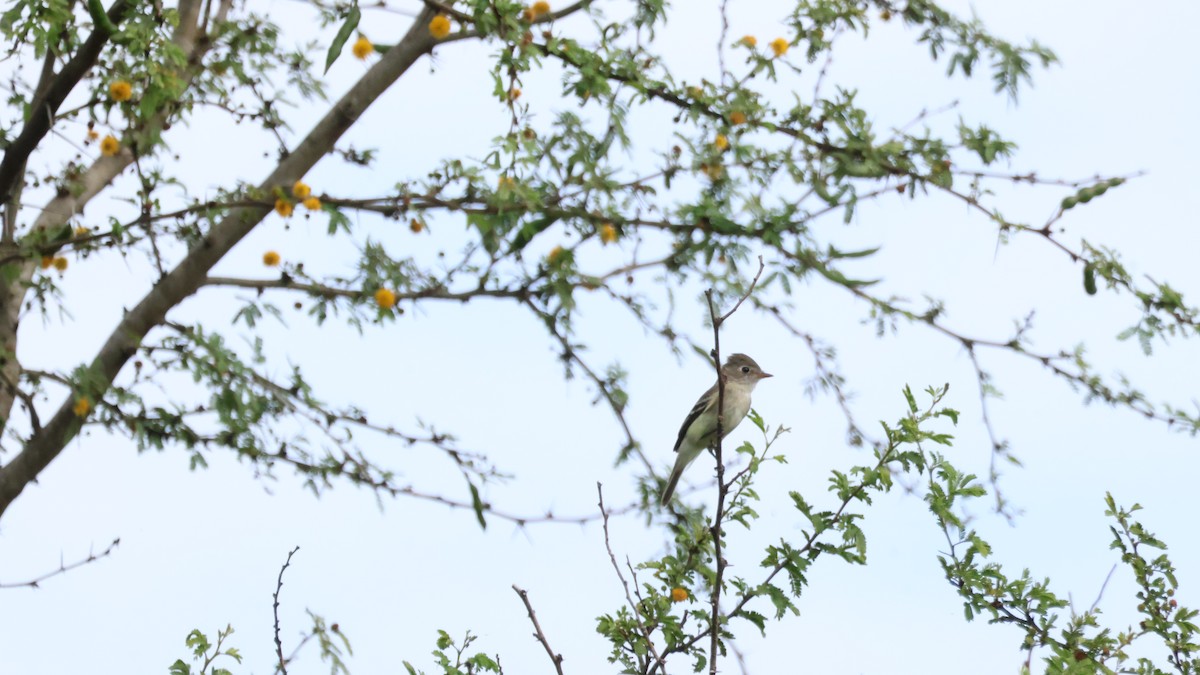 tyranovec malinký - ML643579570