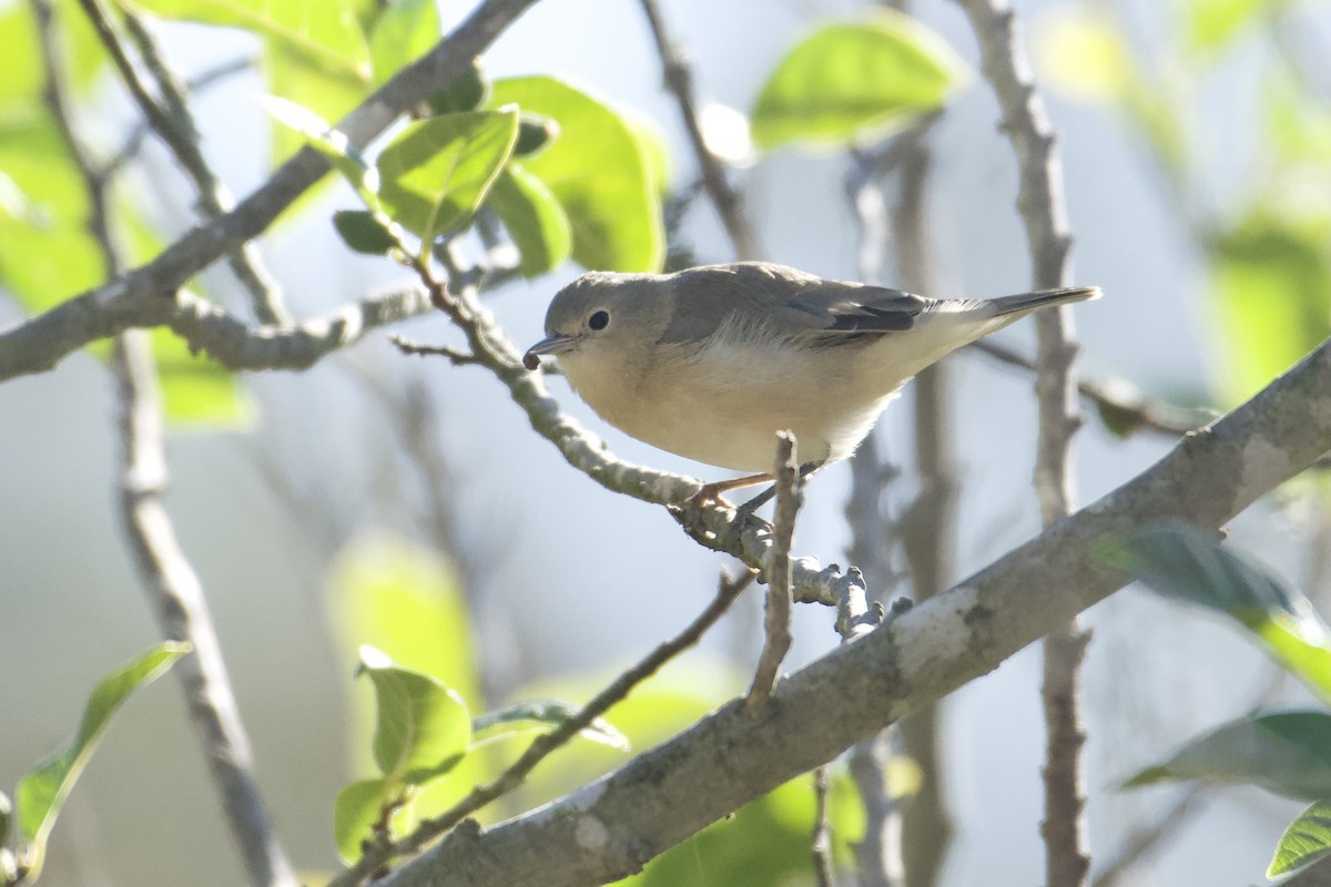 Paruline de Lucy - ML643579582