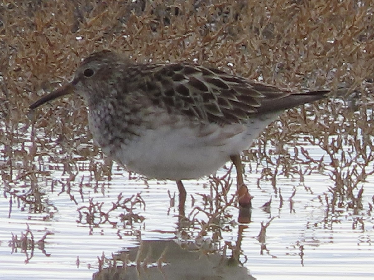 Pectoral Sandpiper - ML643579586