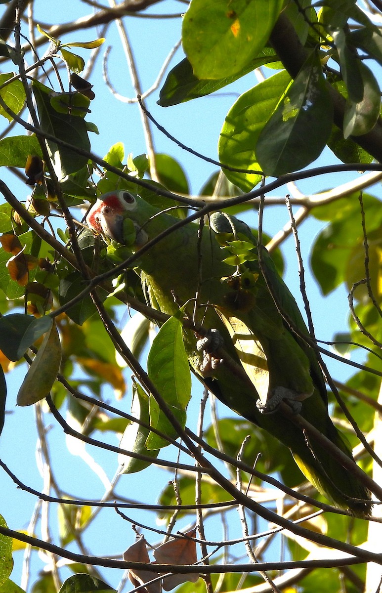 Red-lored Amazon - ML643579592