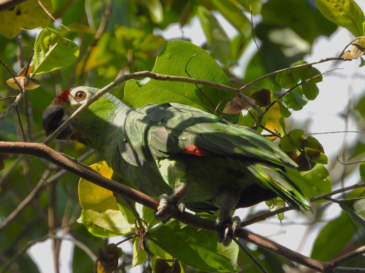 Red-lored Amazon - ML643579593