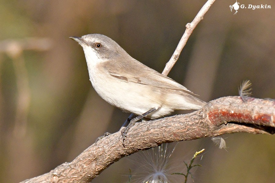 møller (curruca/blythi/halimodendri) - ML643579622