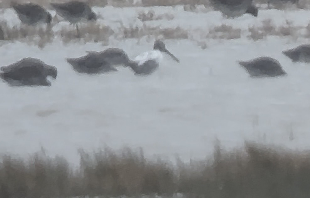 Long-billed Dowitcher - ML643579623