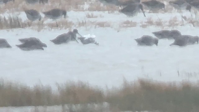 Long-billed Dowitcher - ML643579624