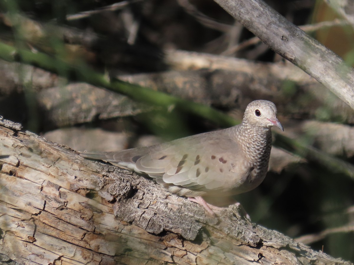 Common Ground Dove - ML643579631