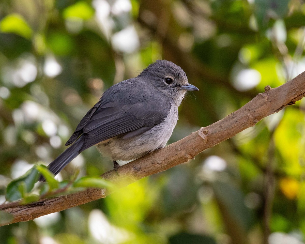 White-eyed Slaty-Flycatcher - ML643579633
