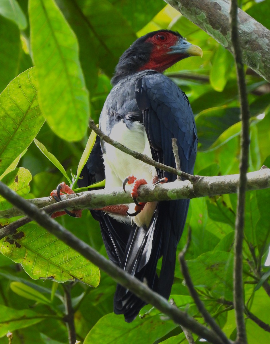 Red-throated Caracara - ML643579637
