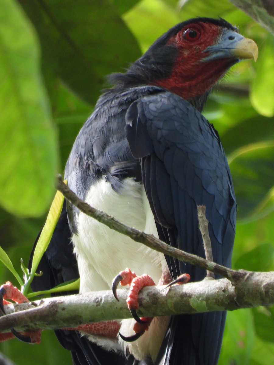 Red-throated Caracara - ML643579638