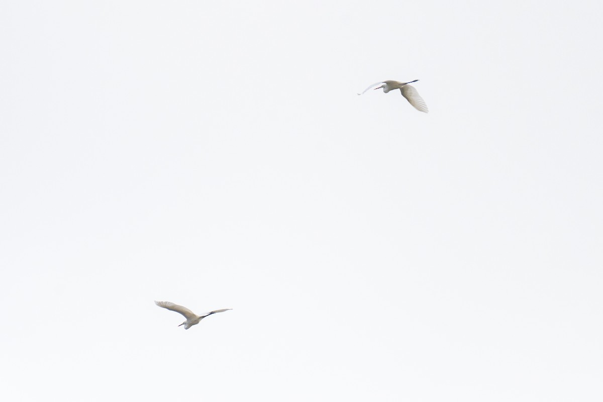 Great Egret - ML643579644