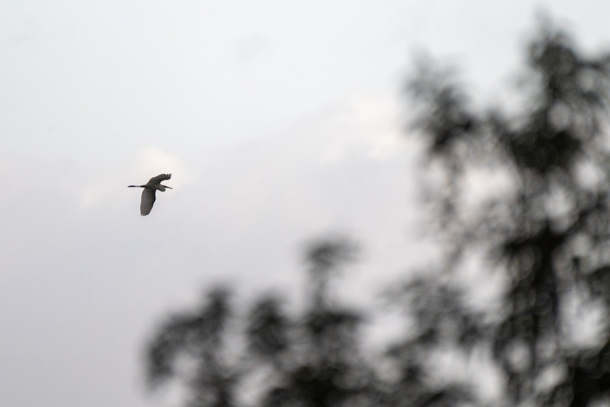 Great Egret - ML643579645