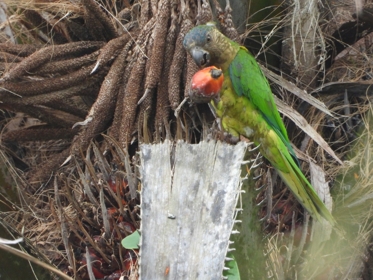 Brown-throated Parakeet - ML643579653