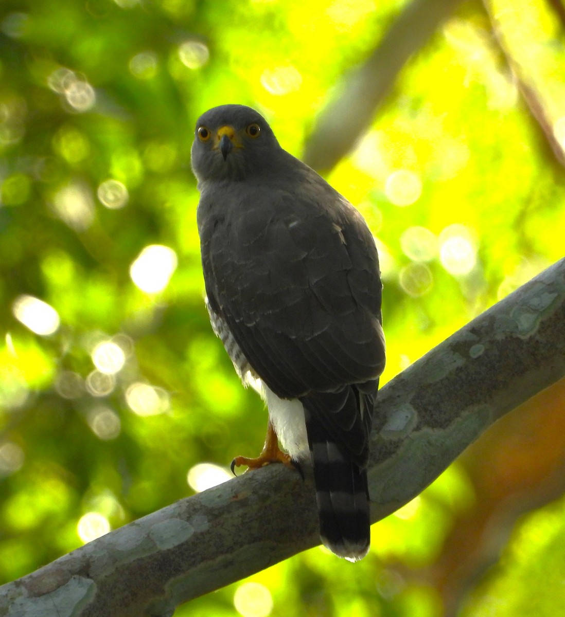 Roadside Hawk - ML643579665