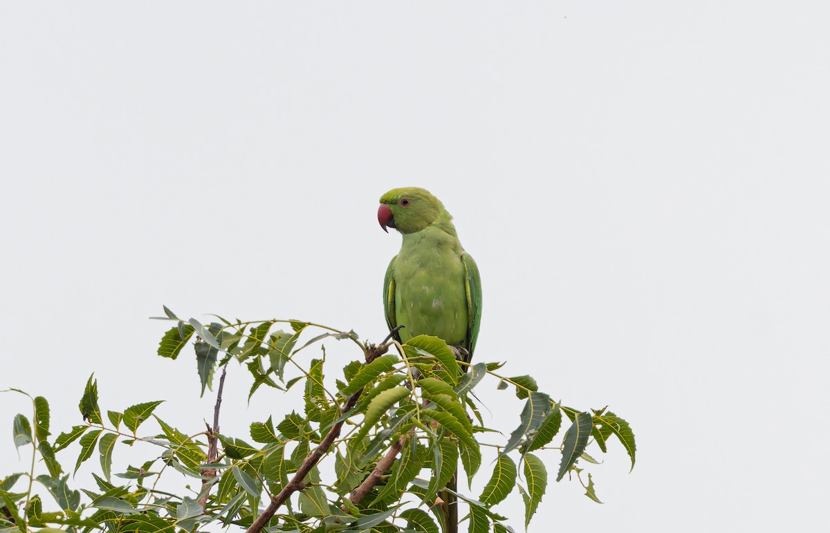 Rose-ringed Parakeet - ML643579667