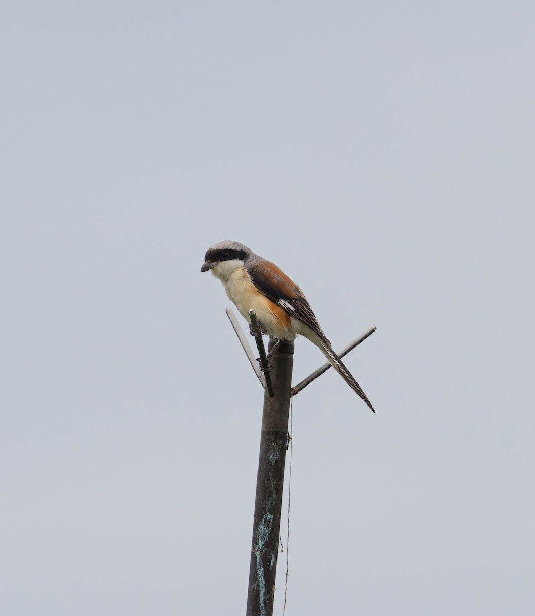 クロビタイセアカモズ - ML643579671
