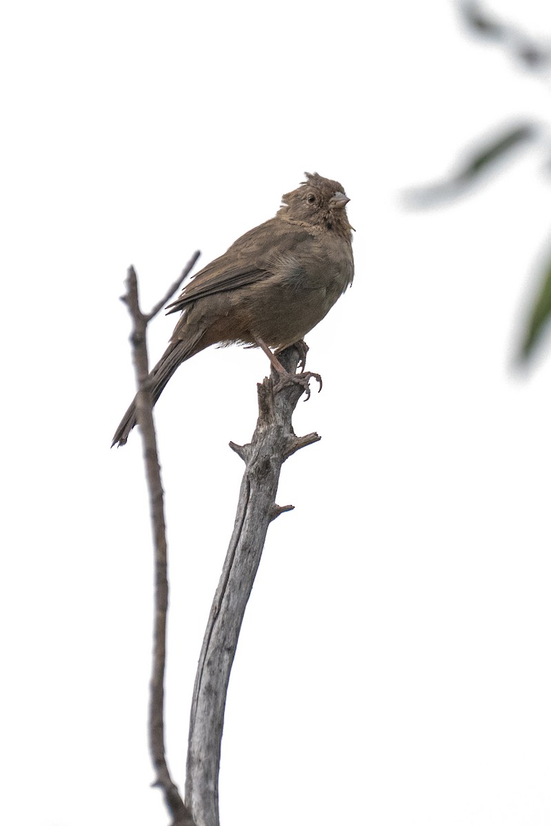 California Towhee - ML643579672