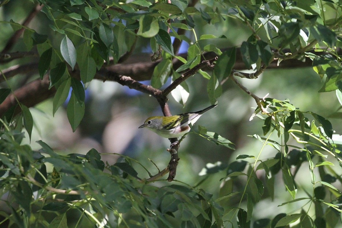 Chestnut-sided Warbler - ML643579673