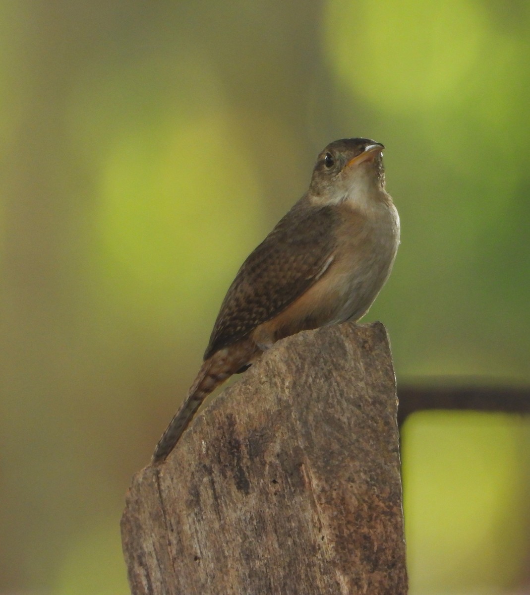 Southern House Wren - ML643579678
