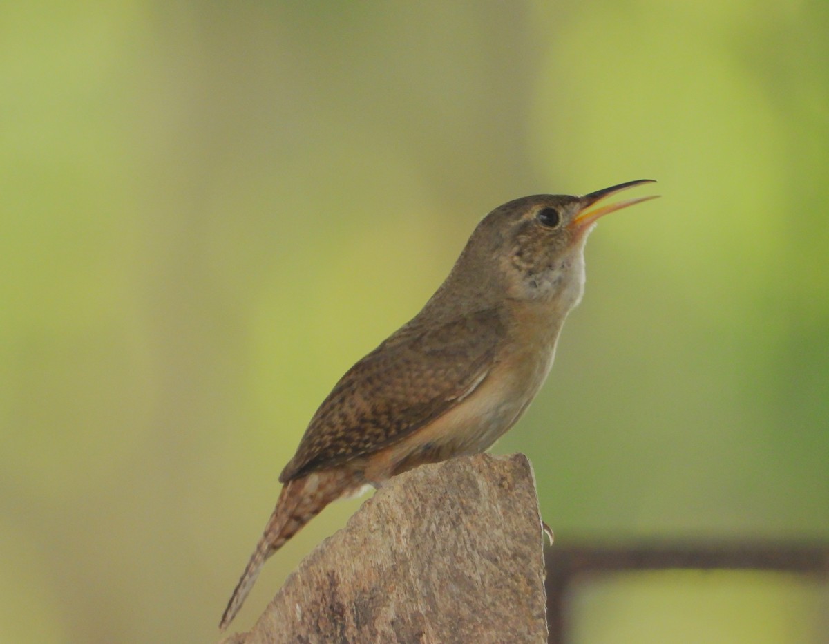 Southern House Wren - ML643579680
