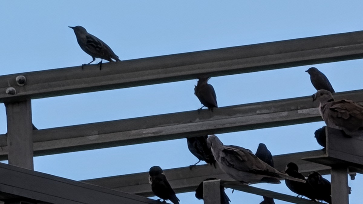 Brown-headed Cowbird - ML643579681
