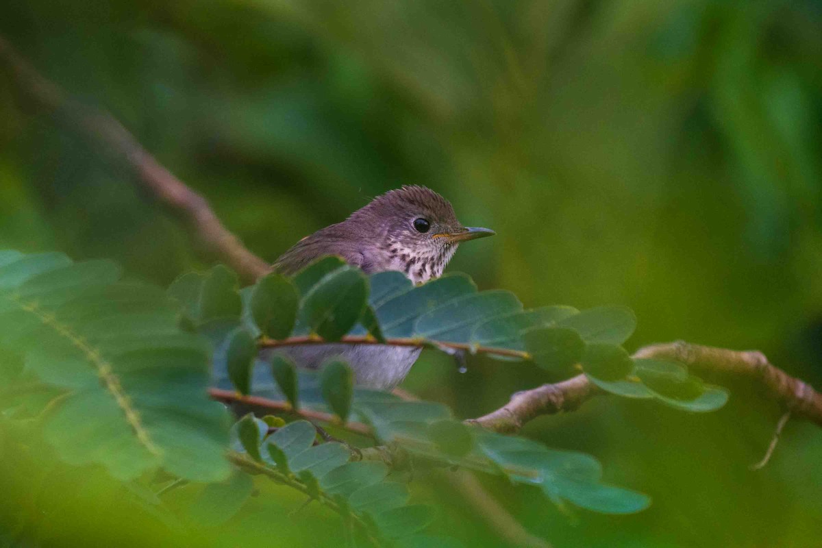 Gray-cheeked Thrush - ML643579682