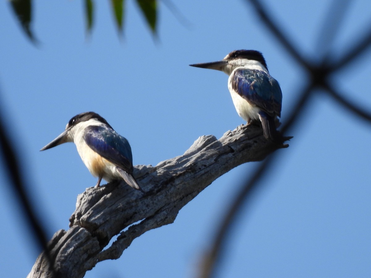 Forest Kingfisher - ML643579683