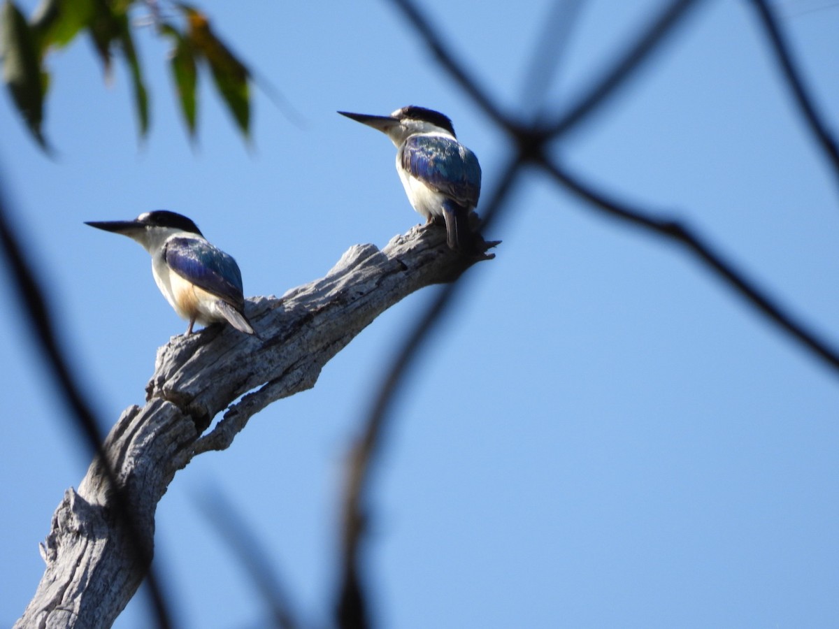 Forest Kingfisher - ML643579684