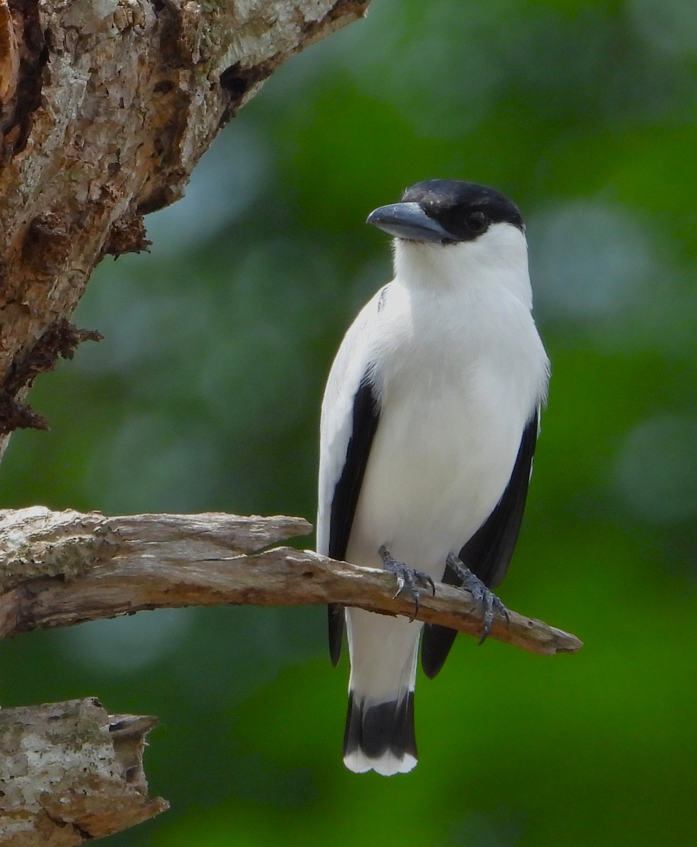 Black-crowned Tityra - ML643579685